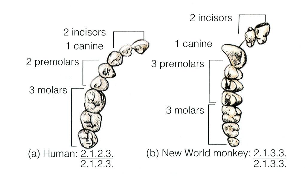 2100 anthropology exam. 3