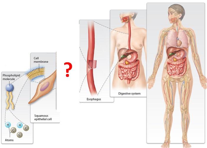 Please answer the below questions in 2 pages. 1. Where did Netflix create value or where did they miss value? a. Comparing to Blockbuster (BBI) may be useful 2. How does the financial data reflect dif 2