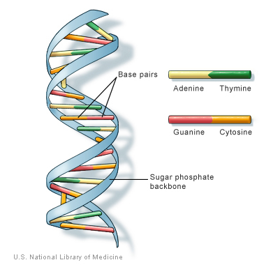 write introduction and overview about DNA, Gene and mutation. Also, what is the mutations types. where we can find the mutation information on the internet.  I wrote a paper that answer there question 1