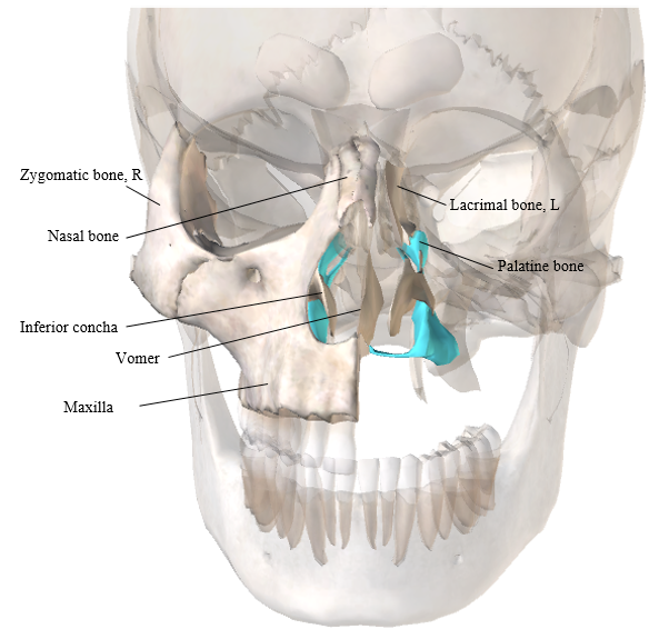 Label all the bones of the cranium and facial skeleton. | StudyDaddy