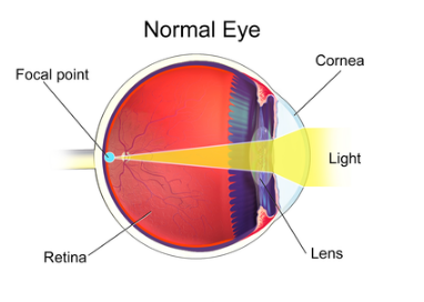 . Processes in perception. ASSIGNMENT 300 WORDS MINIMUM After watching the two videos below, discuss the role of higher-level or “cognitive” processes in perception. Then describe a situation in which 9