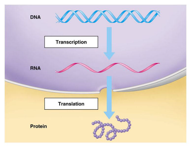 Answer the following attachment 1