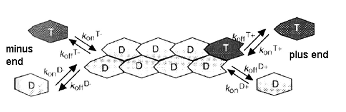 The questions are about quantitive physiology, please provide specific calculation or explanation for each question. 3