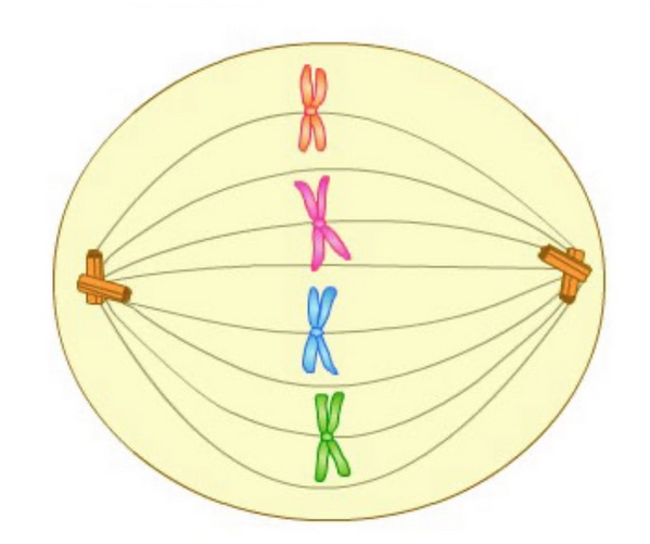 Complete practice lecture quiz 1