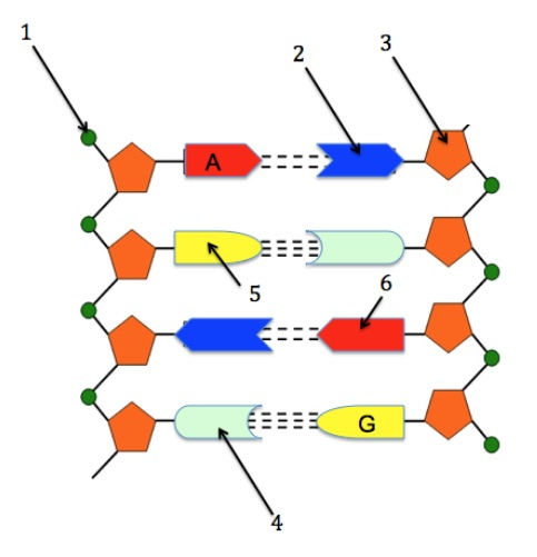 Complete practice lecture quiz 2