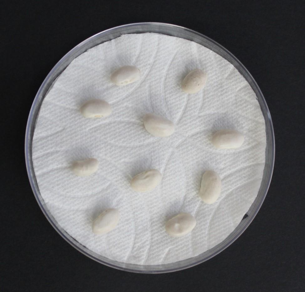 Salinization of Soils Paper In this laboratory exercise, you will learn about soil salinization and how plants are affected by elevated salt levels in soil. You will attempt to grow bean plant seeds i 1