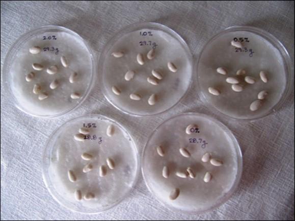 Salinization of Soils Paper In this laboratory exercise, you will learn about soil salinization and how plants are affected by elevated salt levels in soil. You will attempt to grow bean plant seeds i 3