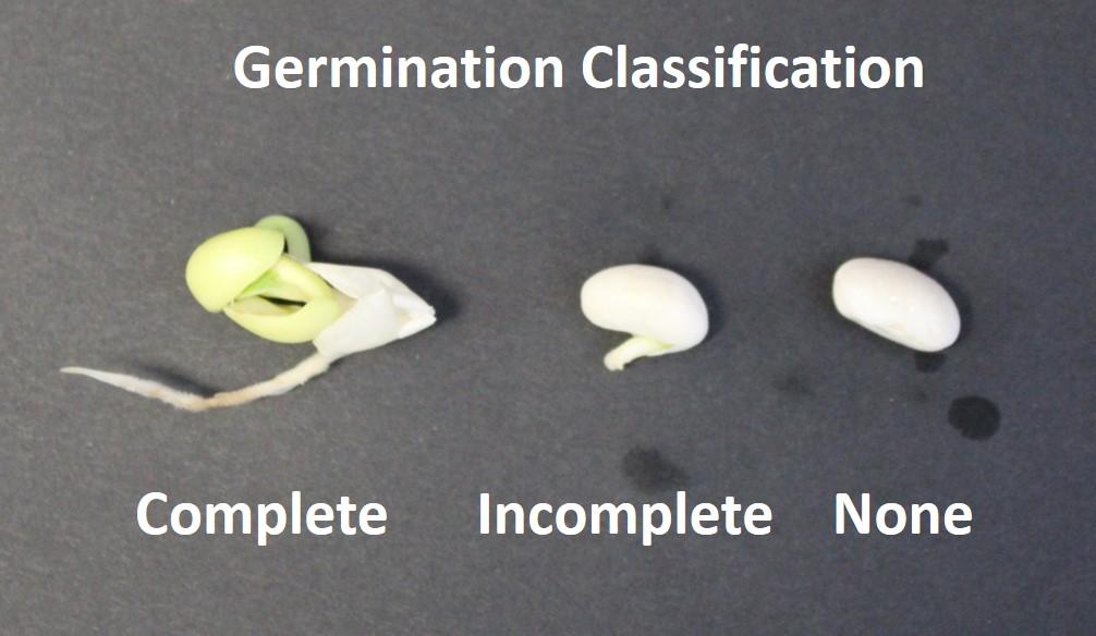 Salinization of Soils Paper In this laboratory exercise, you will learn about soil salinization and how plants are affected by elevated salt levels in soil. You will attempt to grow bean plant seeds i 4