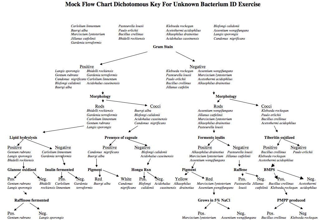 make a mock flowsheet to separate the gram negative organisms.  Gram negative enteric rods: Escherichia coli Klebsiella pneumonia Enterobacter aerogenes Citrobacter freundii Proteus vulgaris Salmonell 1