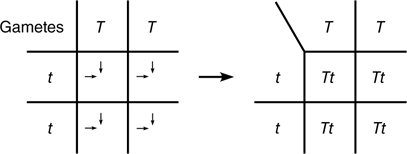 To successfully complete this assignment, first read the following exercise from the Laboratory Manual: Exercise 45 Principles of Heredity System. Student Discussion Assignment What is the difference 1