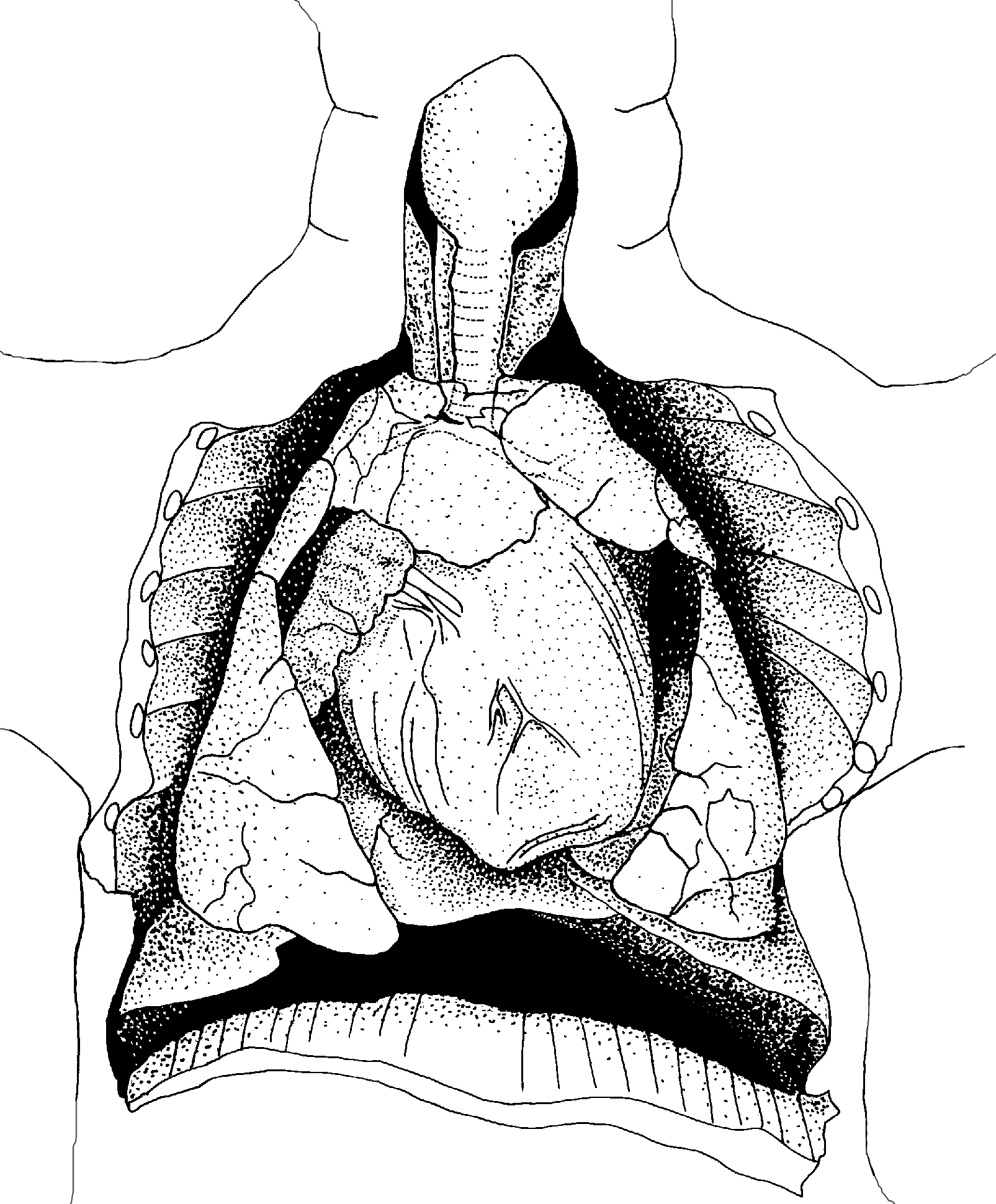 Immunity Lab Report Respiratory System Lab Report 1