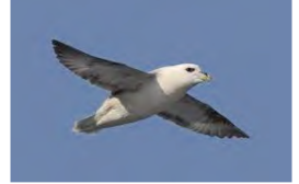 Should be done in TI-nspire, 2