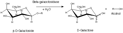 INTRODUCTION THE FUNCTION OF ENZYMES: DEVELOPING A TESTING A SCIENTIFIC HYPOTHESIS FOR INHERITED MUTATIONS IN THE ENZYME KINESIN Before... 2