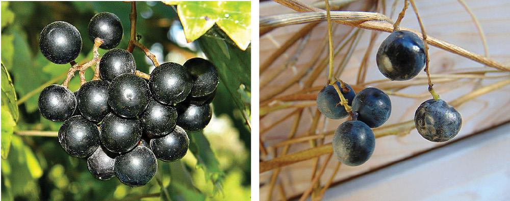  The Cognitivist Movement     Prior to engaging in this discussion, read Chapter 2: The Emergence of Cognitive Research, from your text, watch the video, TEDTalks: Peter Doolittle—How Your “W 5