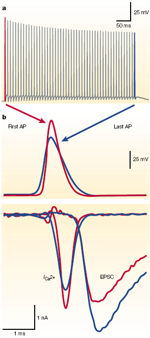 neuroscience - physiology assignment 1