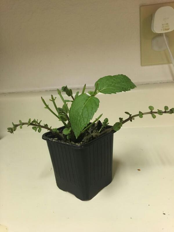 mint plant homework 4 1
